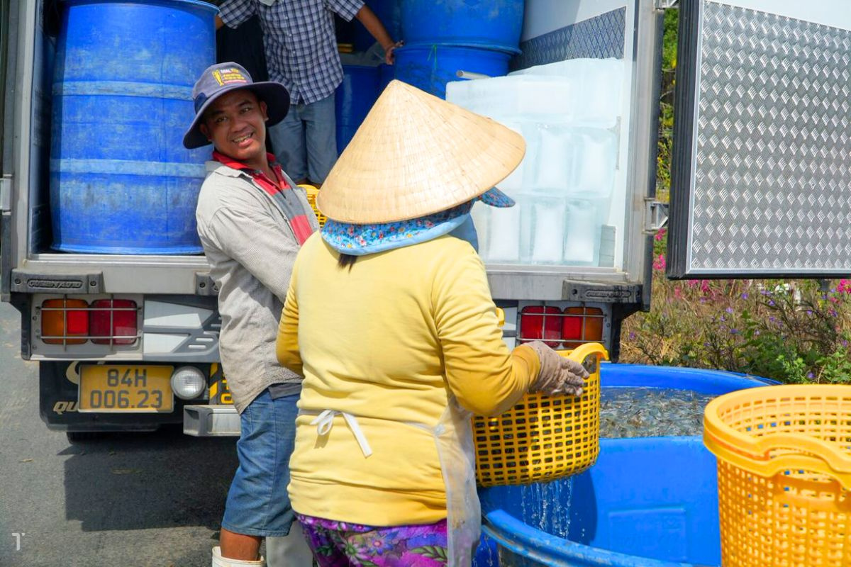 Thu hoạch tôm