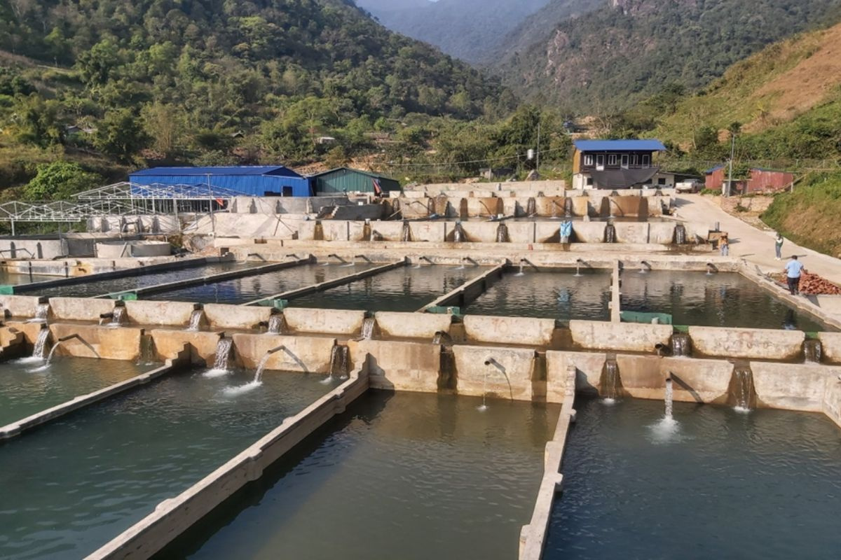 Nuôi cá nước lạnh