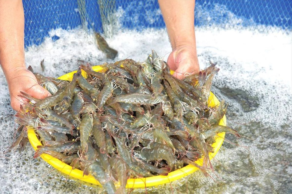 Tôm bố mẹ phụ thuộc vào nguồn nhập khẩu, mức độ gia hóa chưa đáp ứng được nguồn cung, chưa chủ động trong sản xuất.