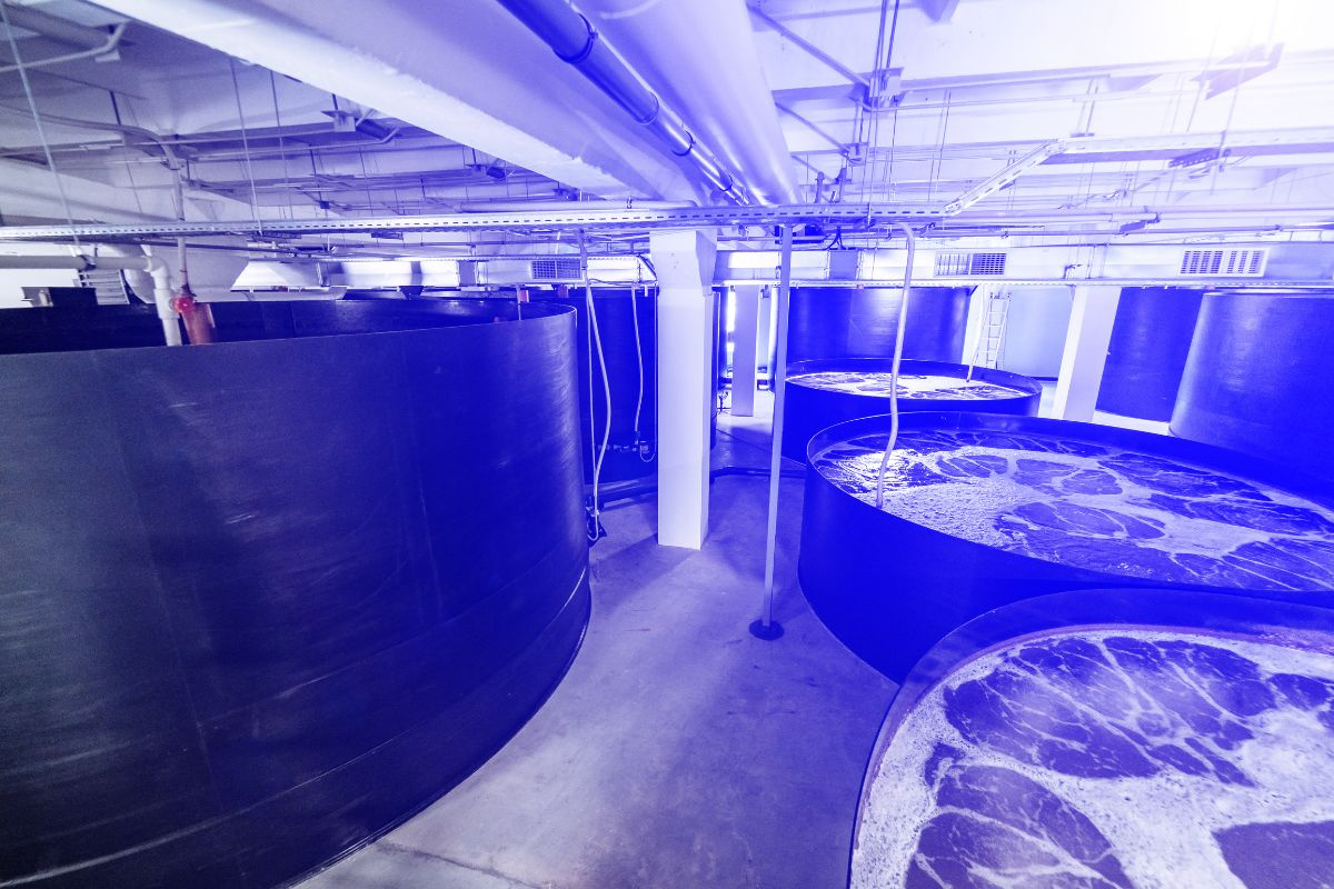 Công nghệ UV trong nuôi tôm