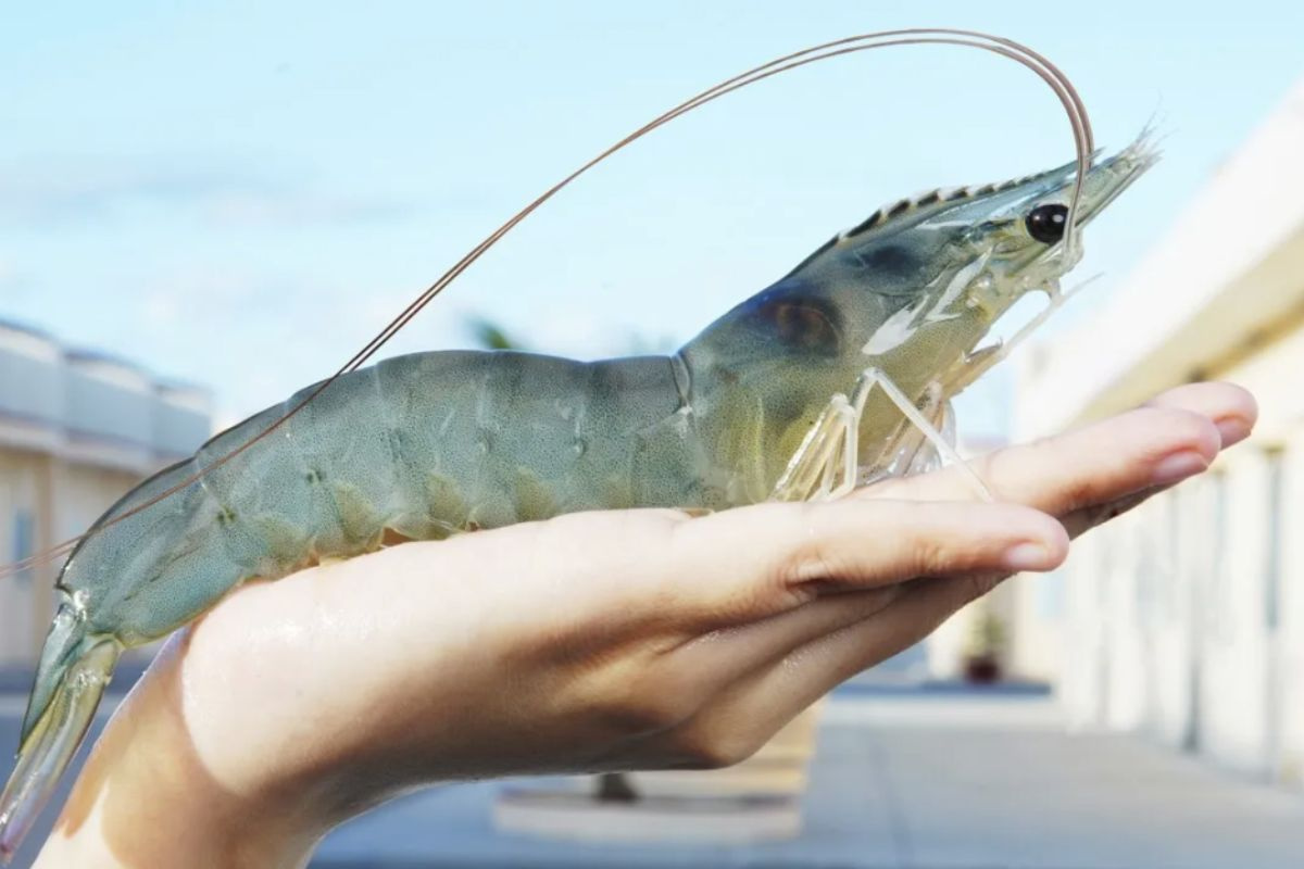 Giải pháp trọng tâm phát triển ngành tôm - Tepbac