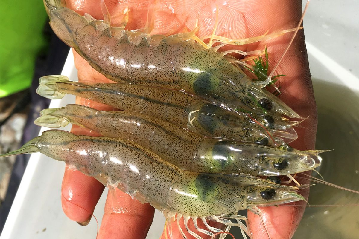 Tôm thẻ chân trắng