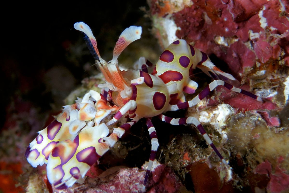 丑角虾 - 隐藏在美丽外表背后的野蛮捕食者