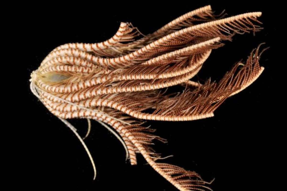 Promachocrinus fragarius