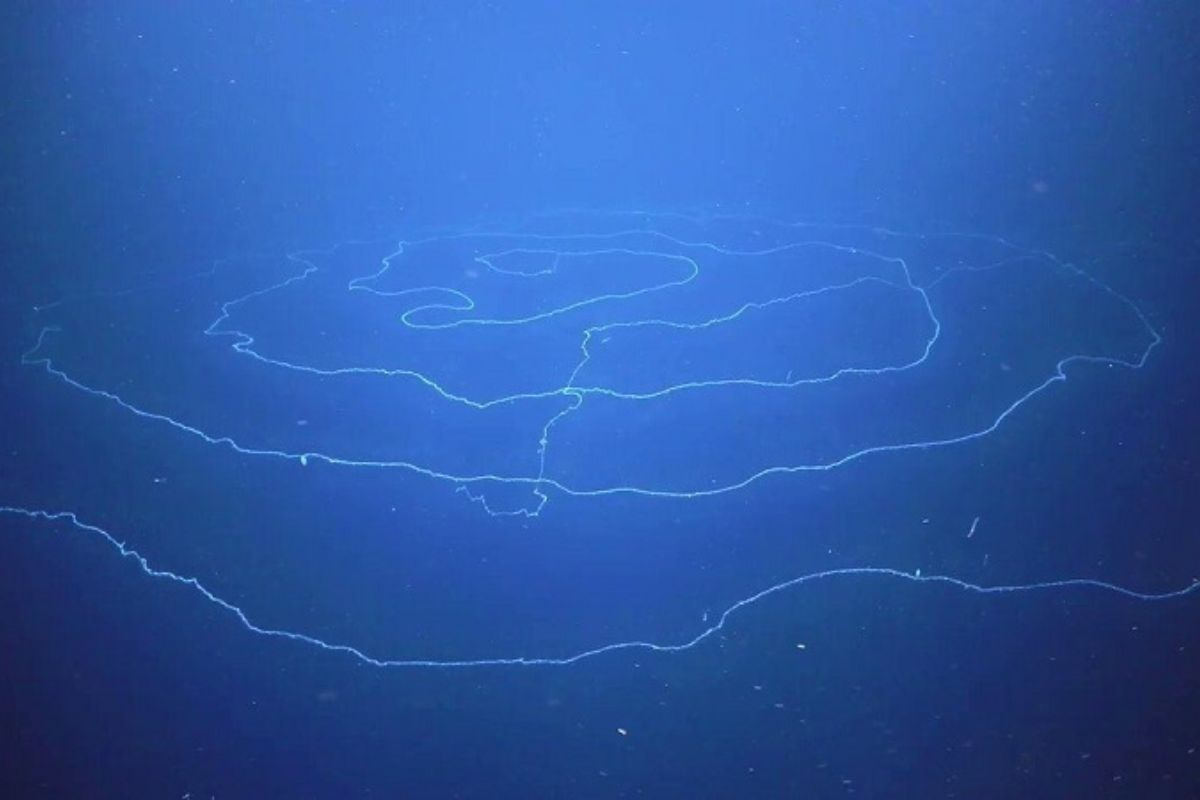 Siphonophore
