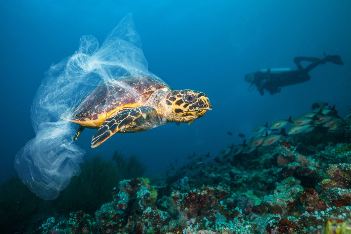 Rùa biển bị dính lưới cá