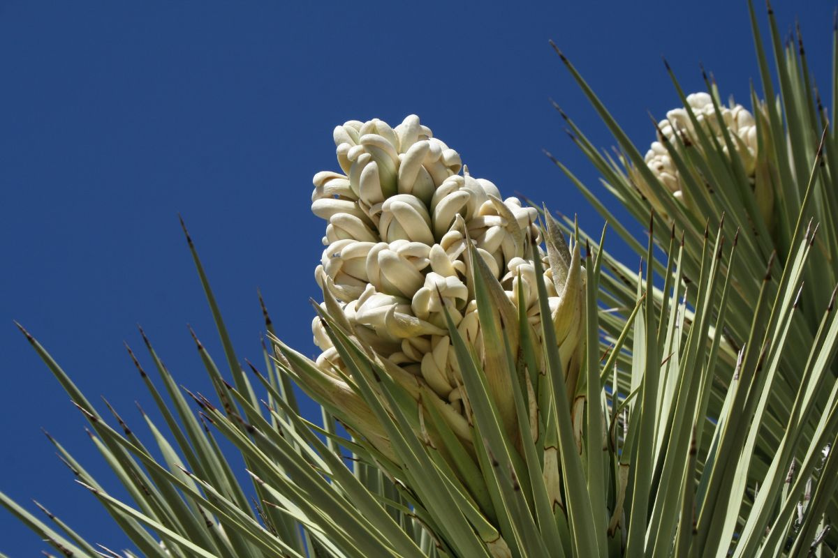 Cây Yucca