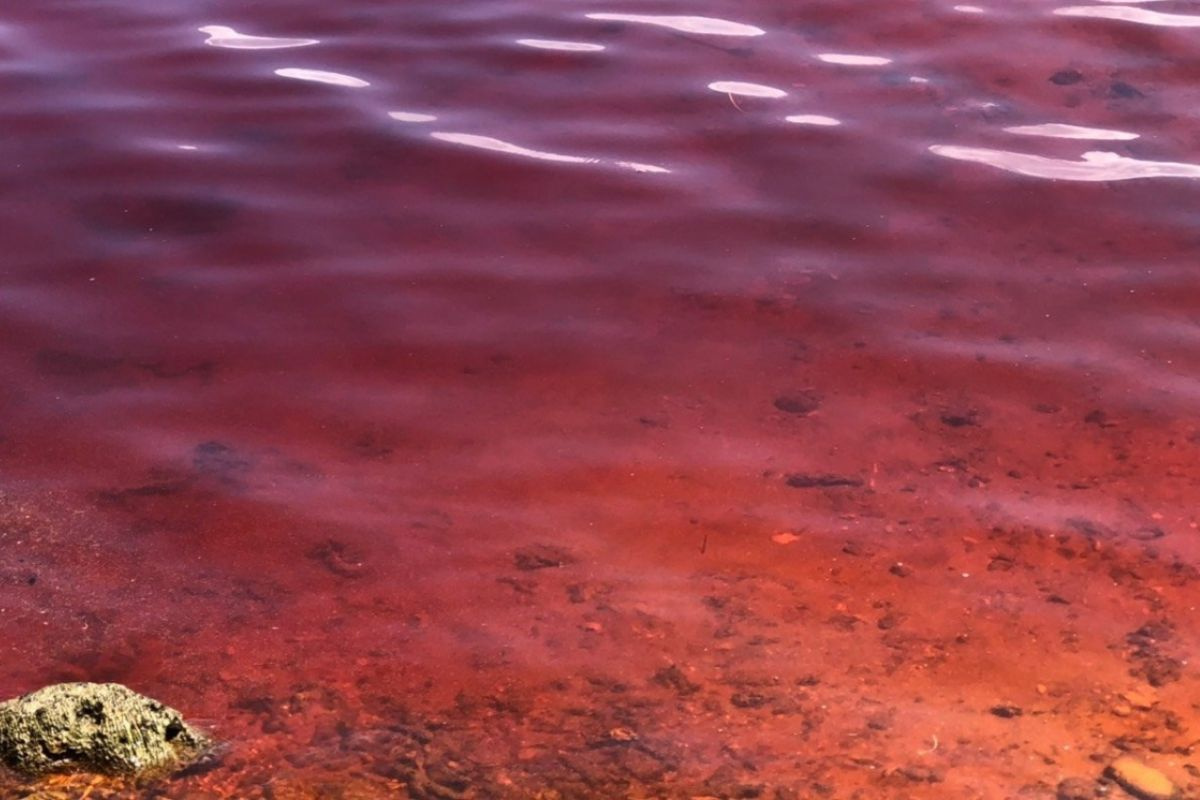 Thủy triều đỏ