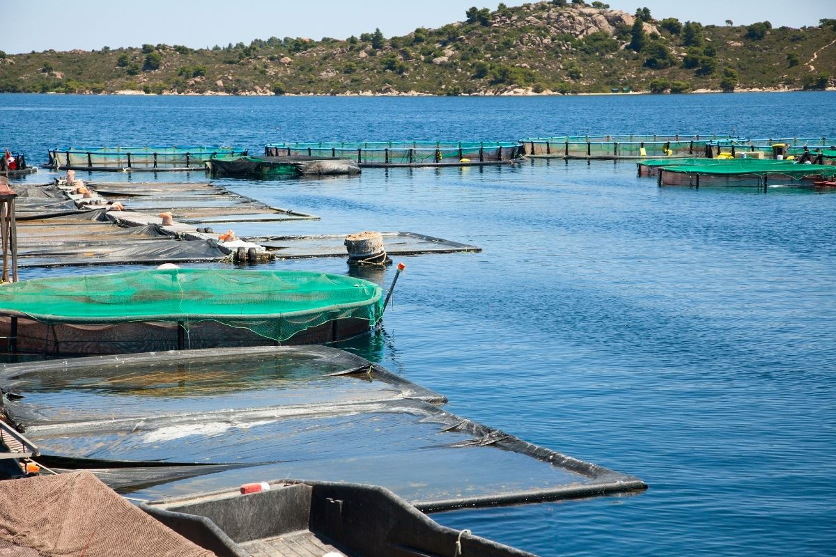 Cá nuôi lồng bè