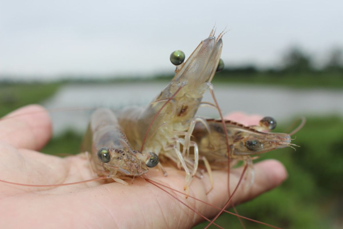 Mắt tôm thẻ chân trắng