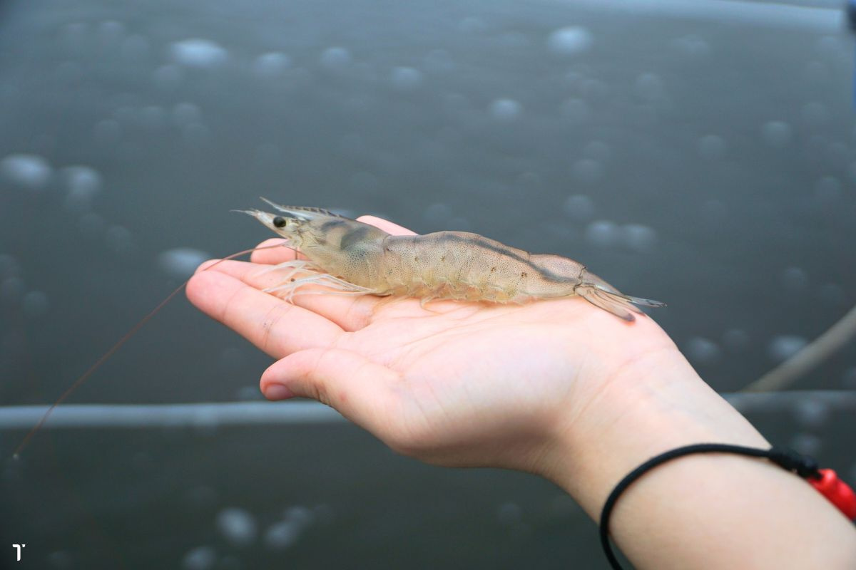 Tôm thẻ chân trắng