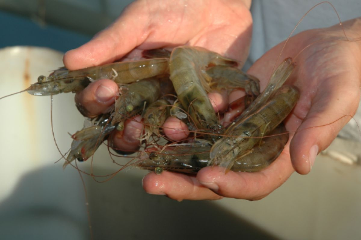 Tôm thẻ chân trắng