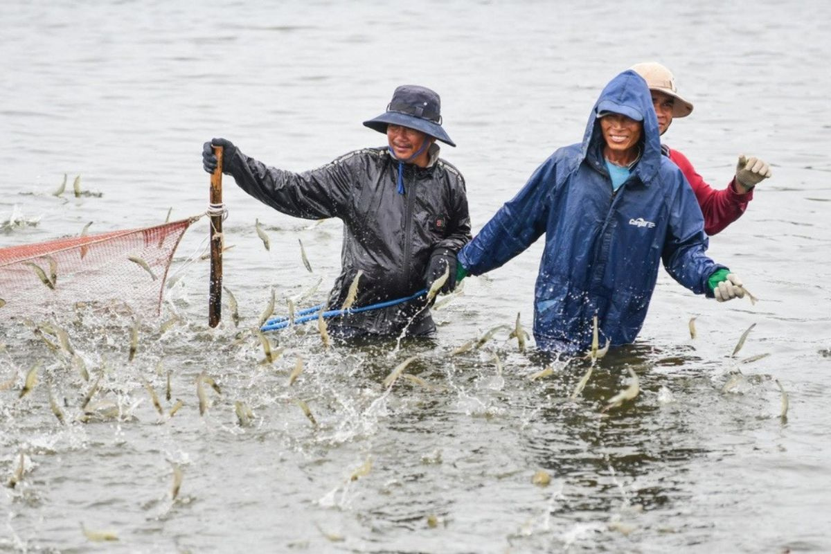 Thu hoạch tôm