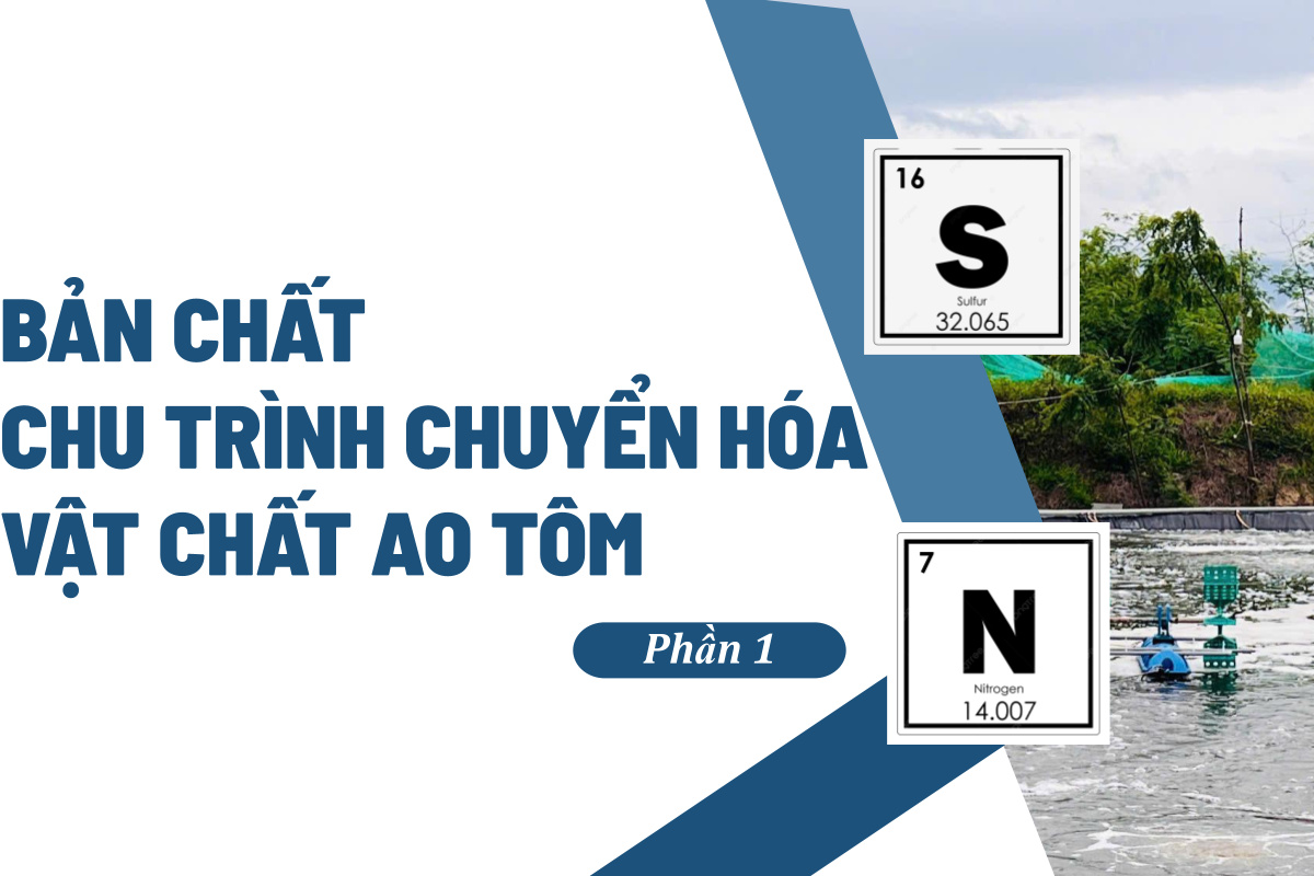 Chu trình chuyển hóa