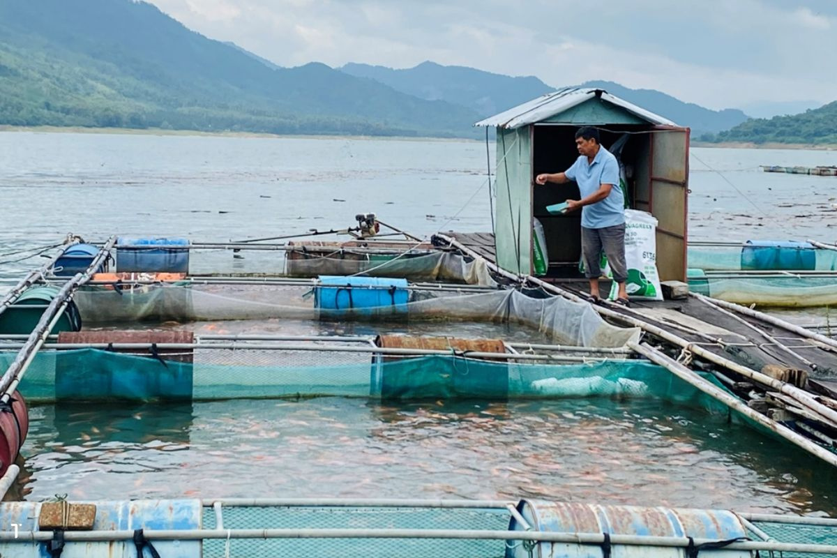 Nuôi cá lồng