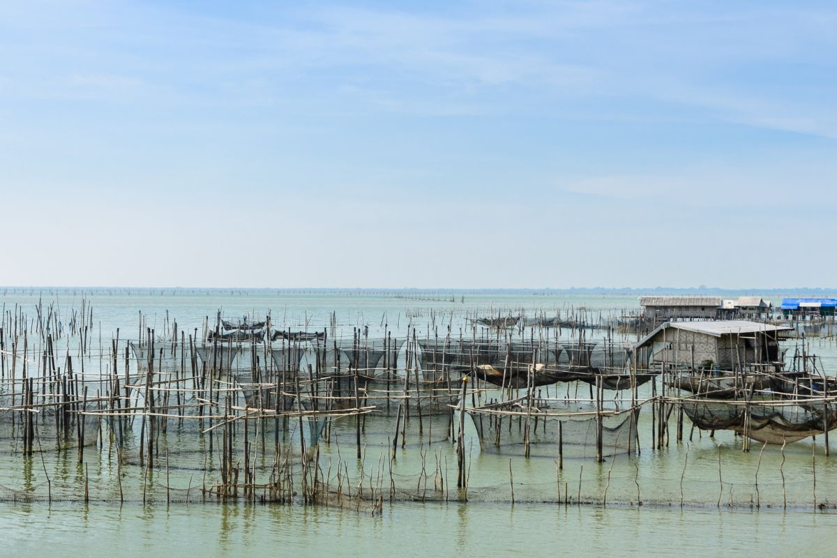 Nuôi cá trên biển