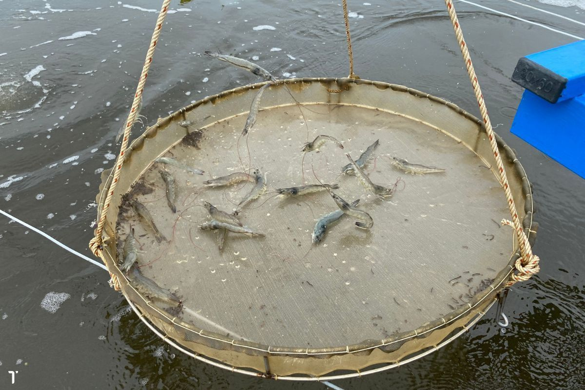 Tôm thẻ chân trắng