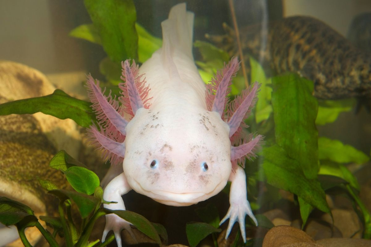 Kỳ nhông Mexico (Axolotl)