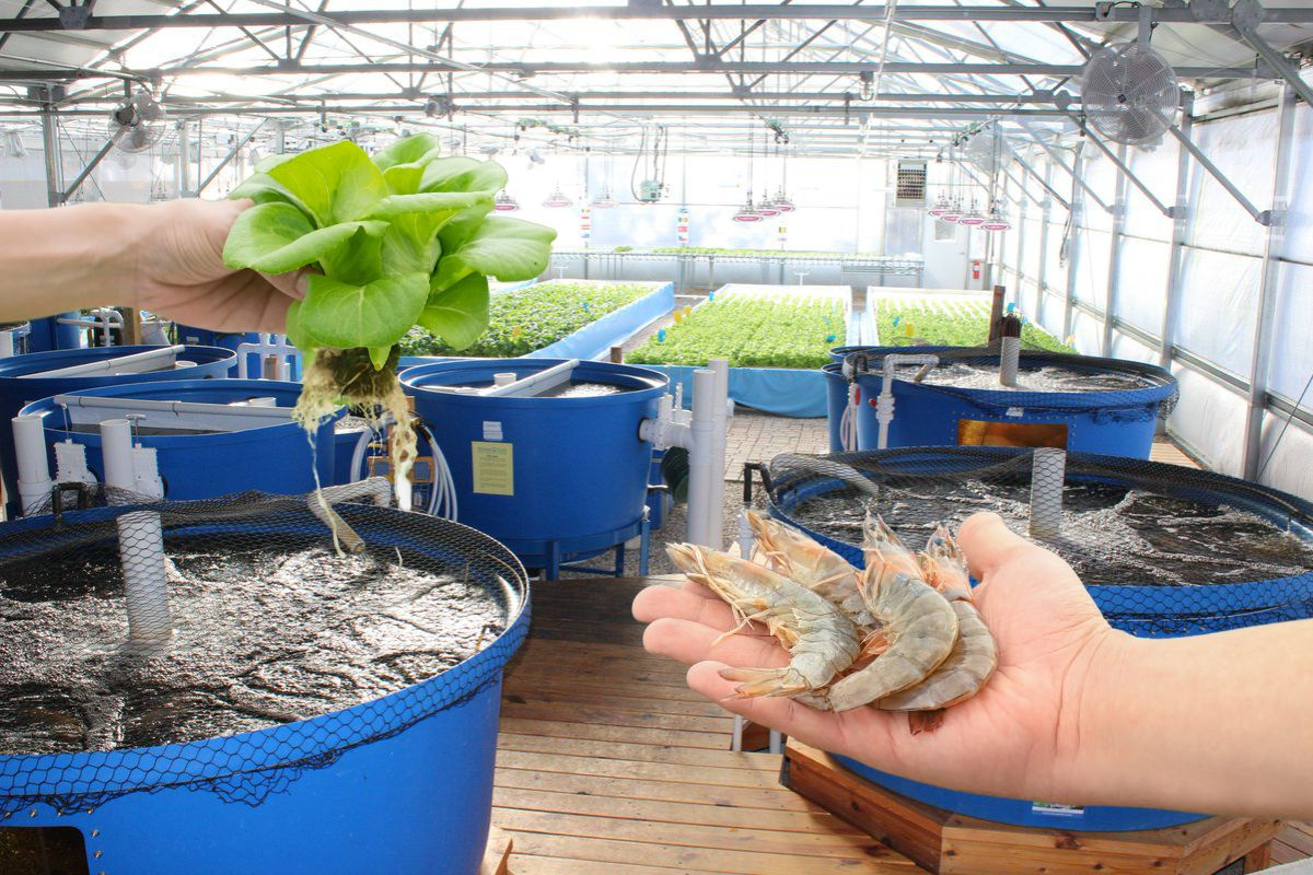 Mô hình Aquaponics