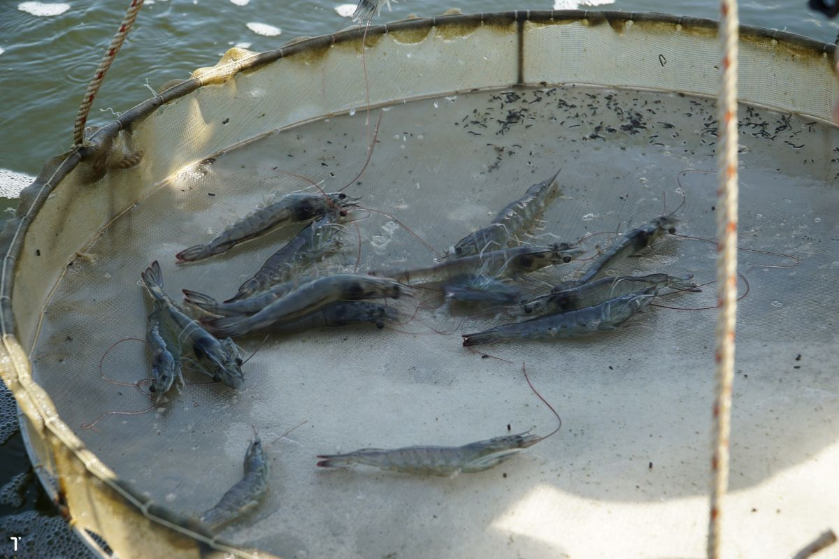 Tôm thẻ chân trắng