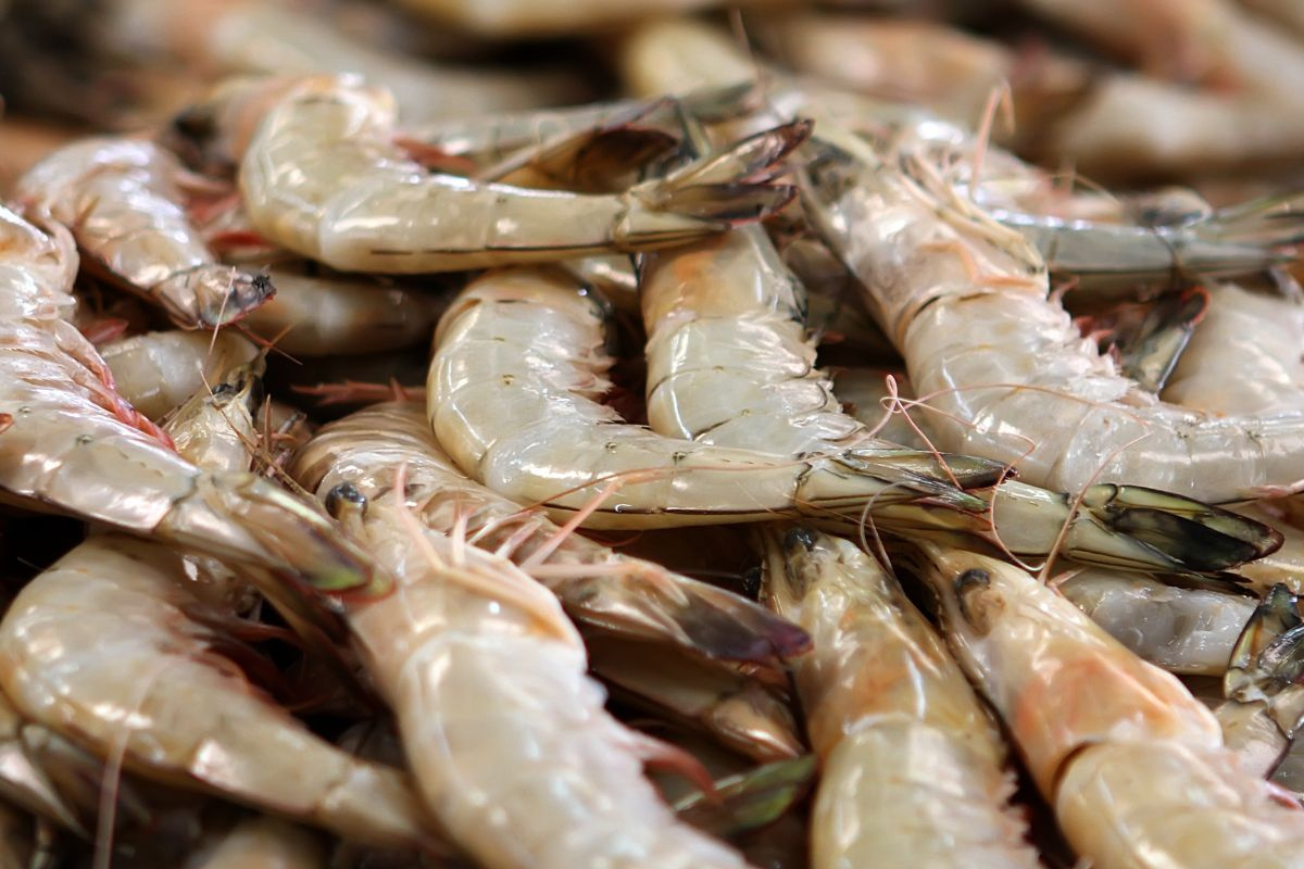 Tôm thẻ chân trắng
