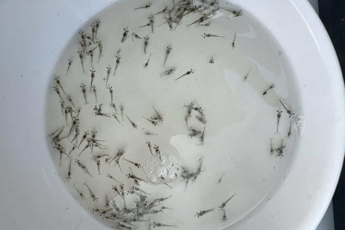 Tôm thẻ chân trắng