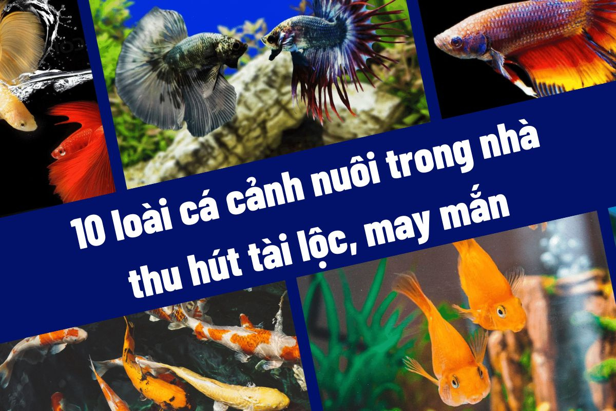 Các loài cá cảnh