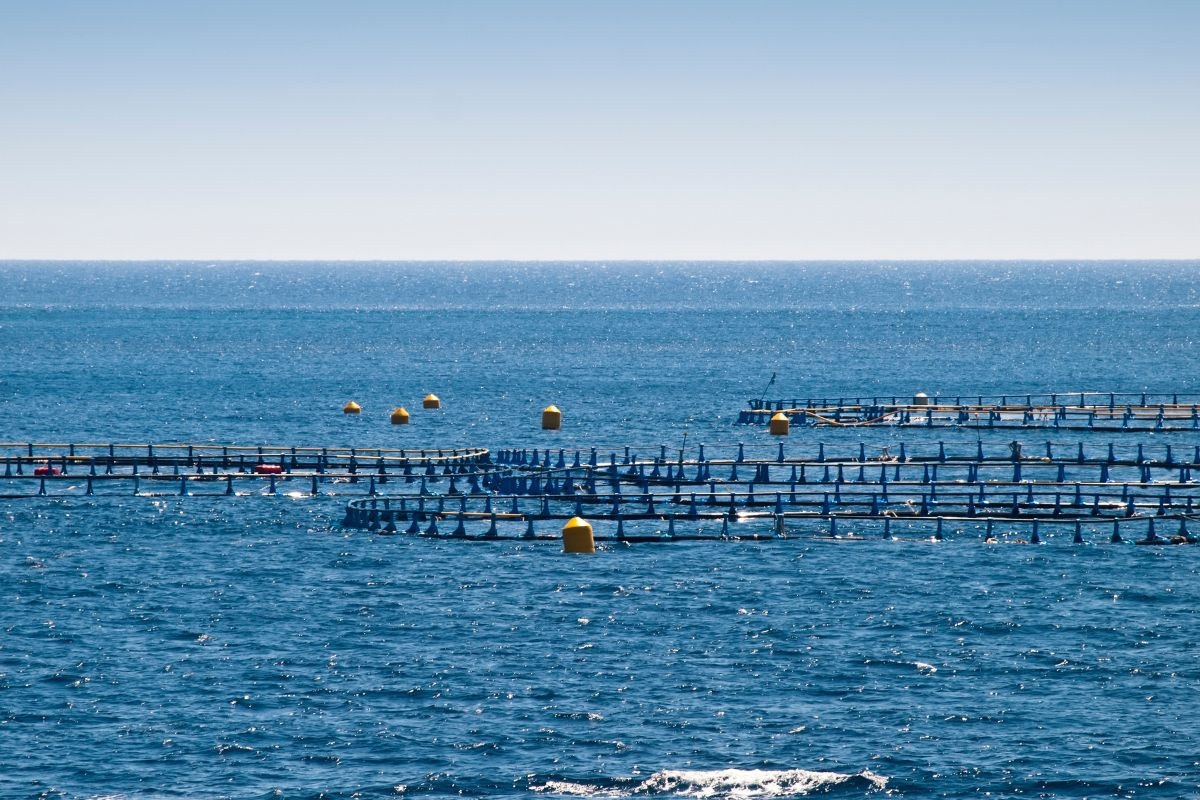 Nuôi thủy sản xa bờ