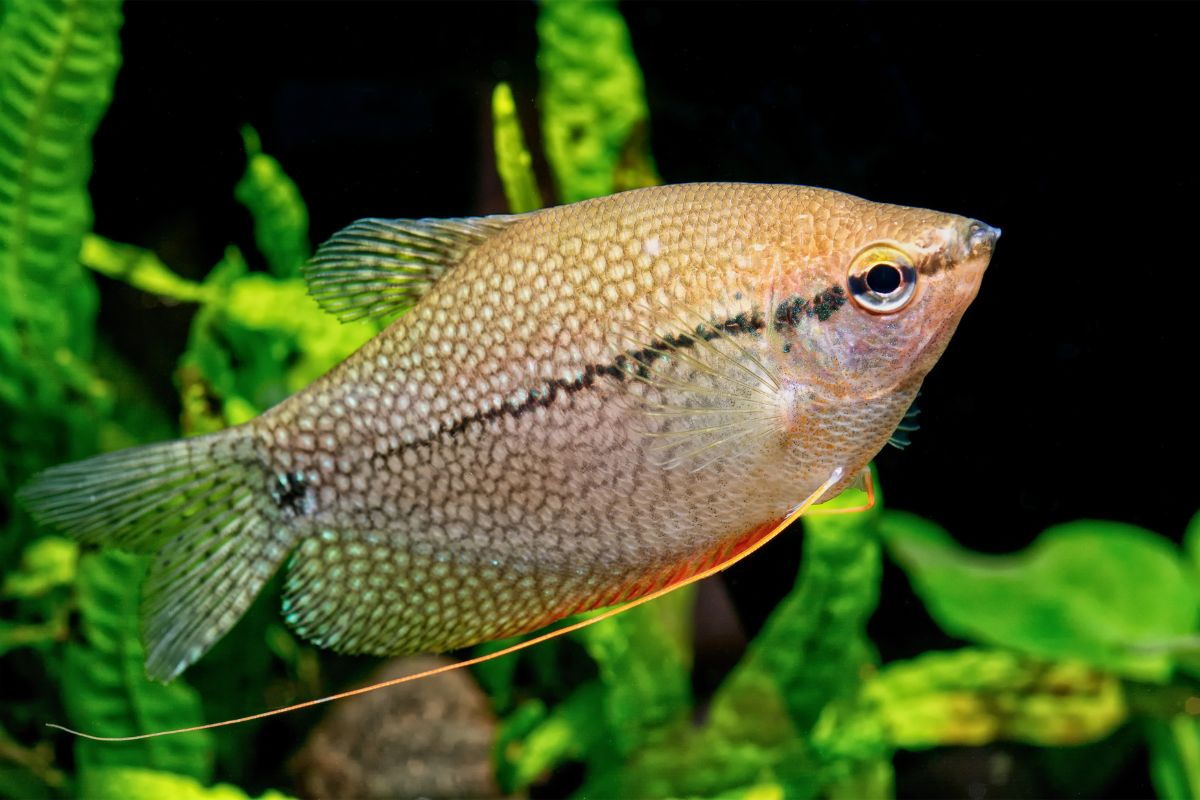 cá Gourami