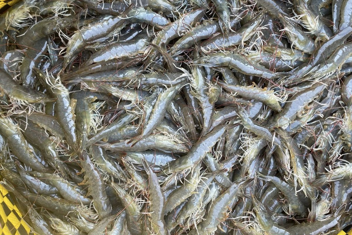 Sản lượng tôm