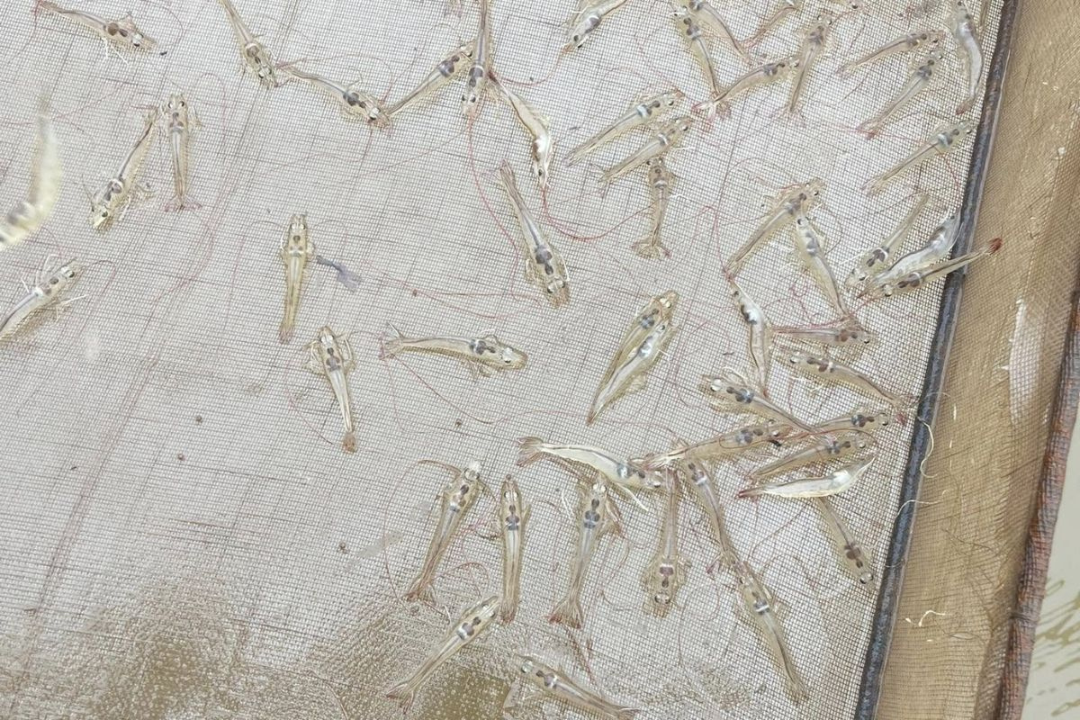 Tôm thẻ chân trắng