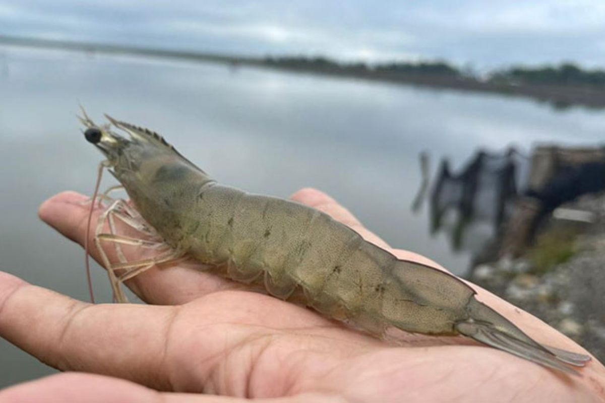 Tôm thẻ chân trắng