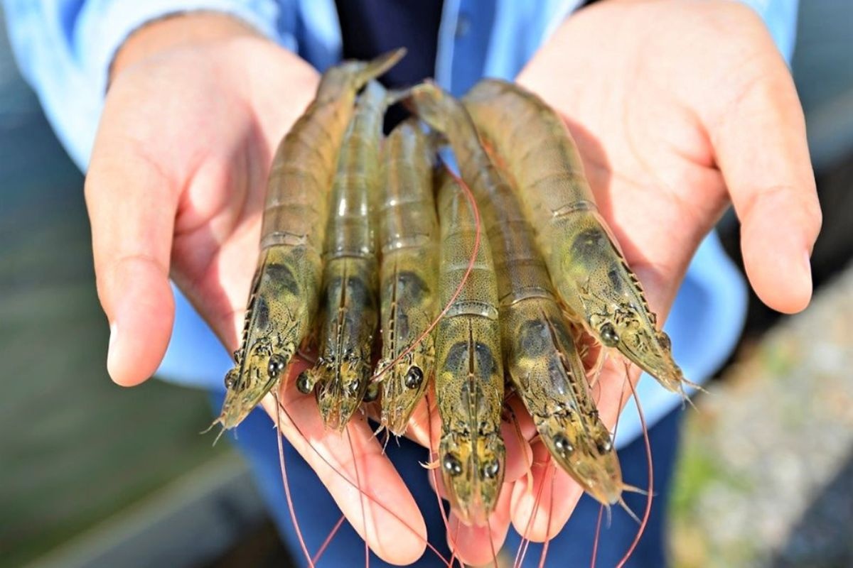 Tôm thẻ chân trắng