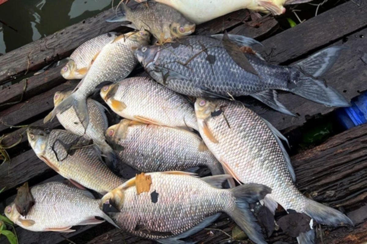 Cá chết