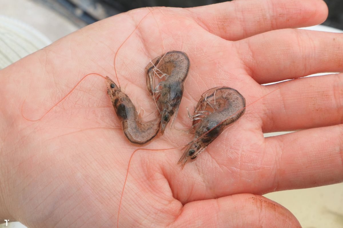 Tôm bị cong thân