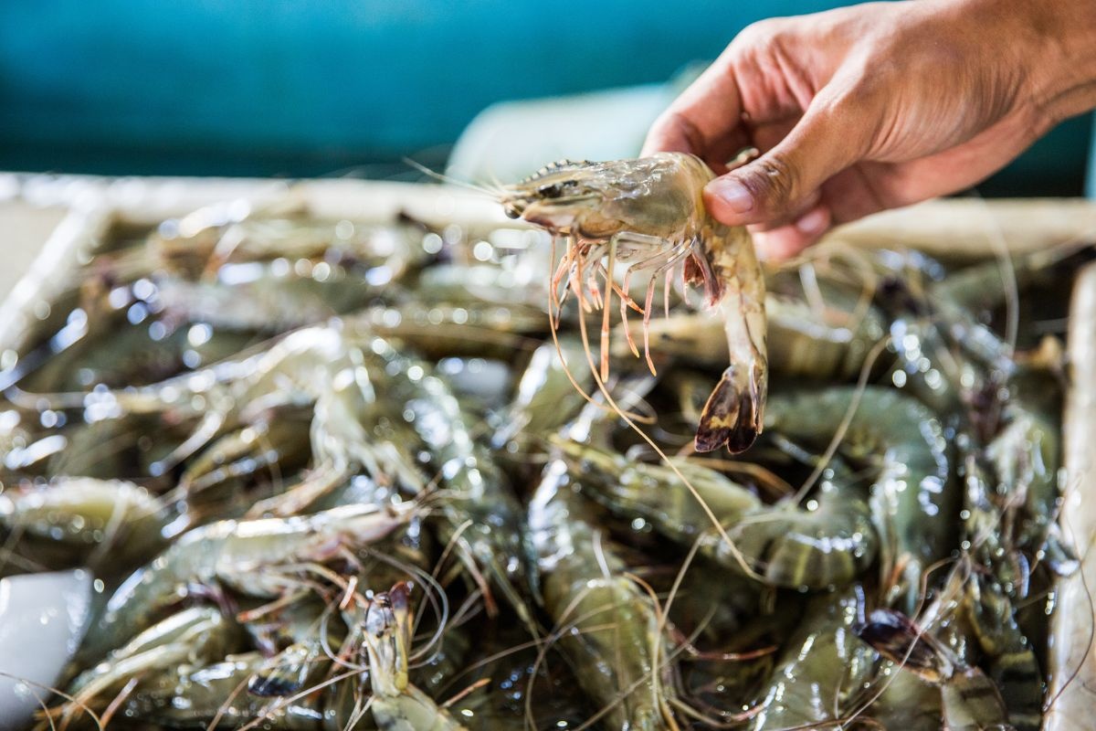 Tôm thẻ chân trắng