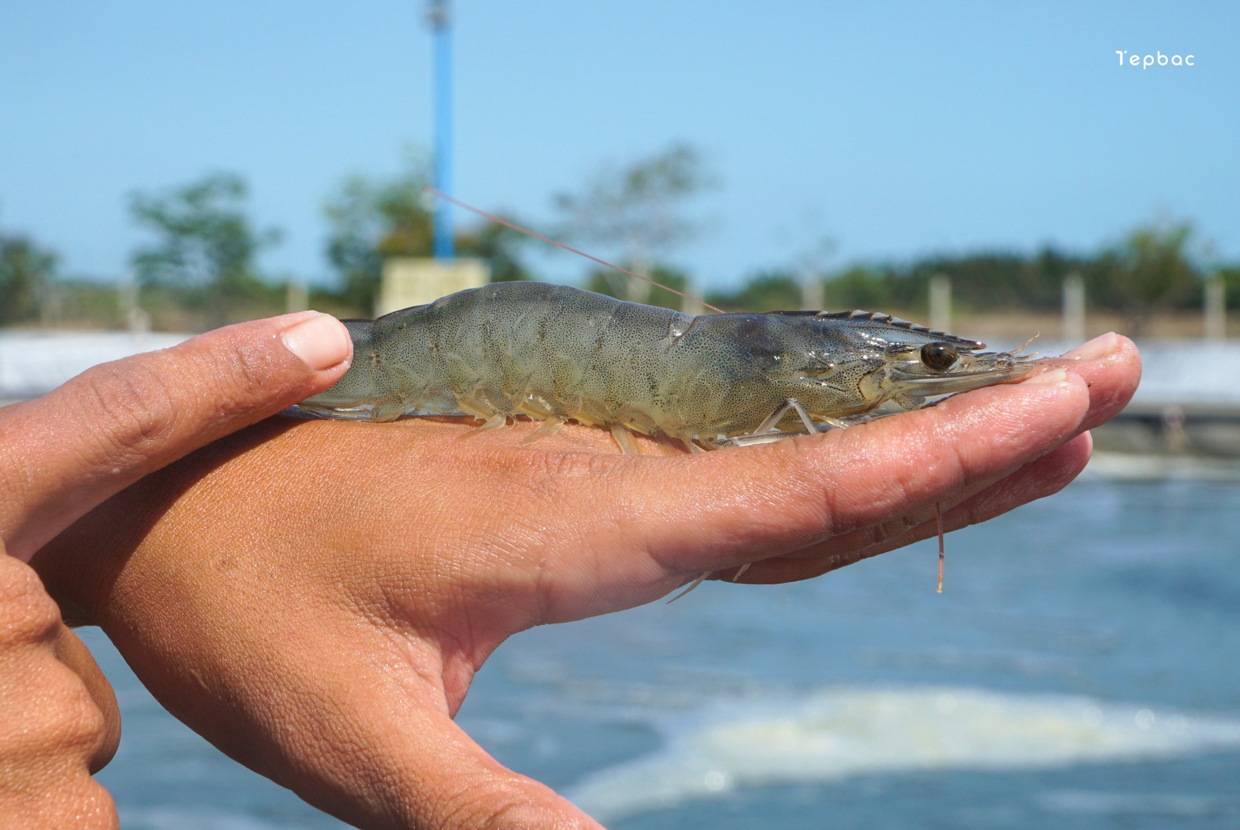 Hình minh họa tôm thẻ