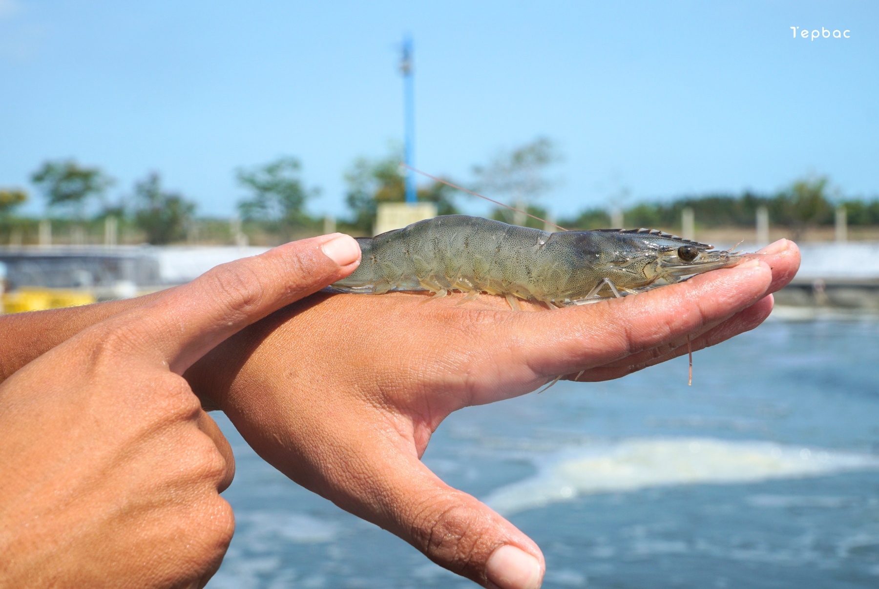 Tôm thẻ chân trắng