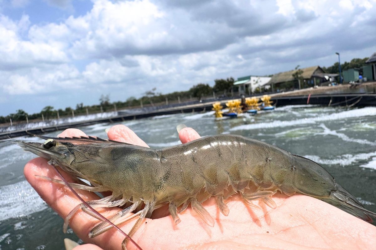 Tôm thẻ chân trắng