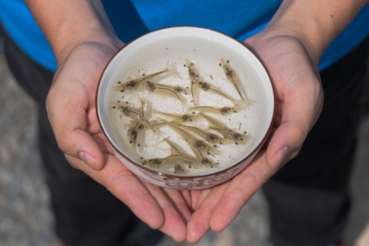 Tôm thẻ chân trắng