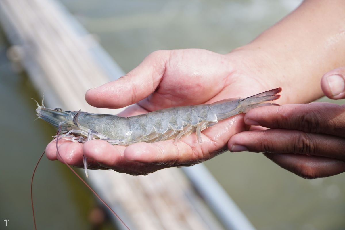 Tôm thẻ chân trắng