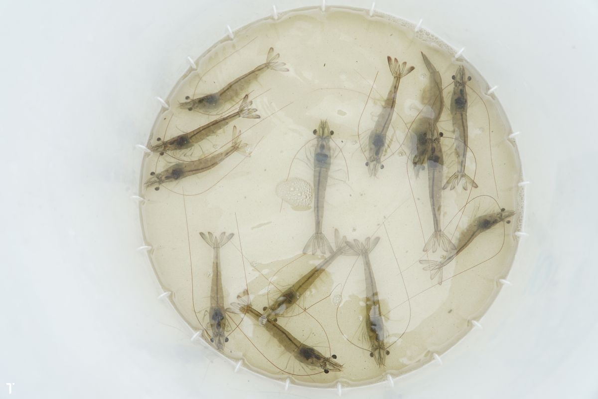 Tôm thẻ chân trắng