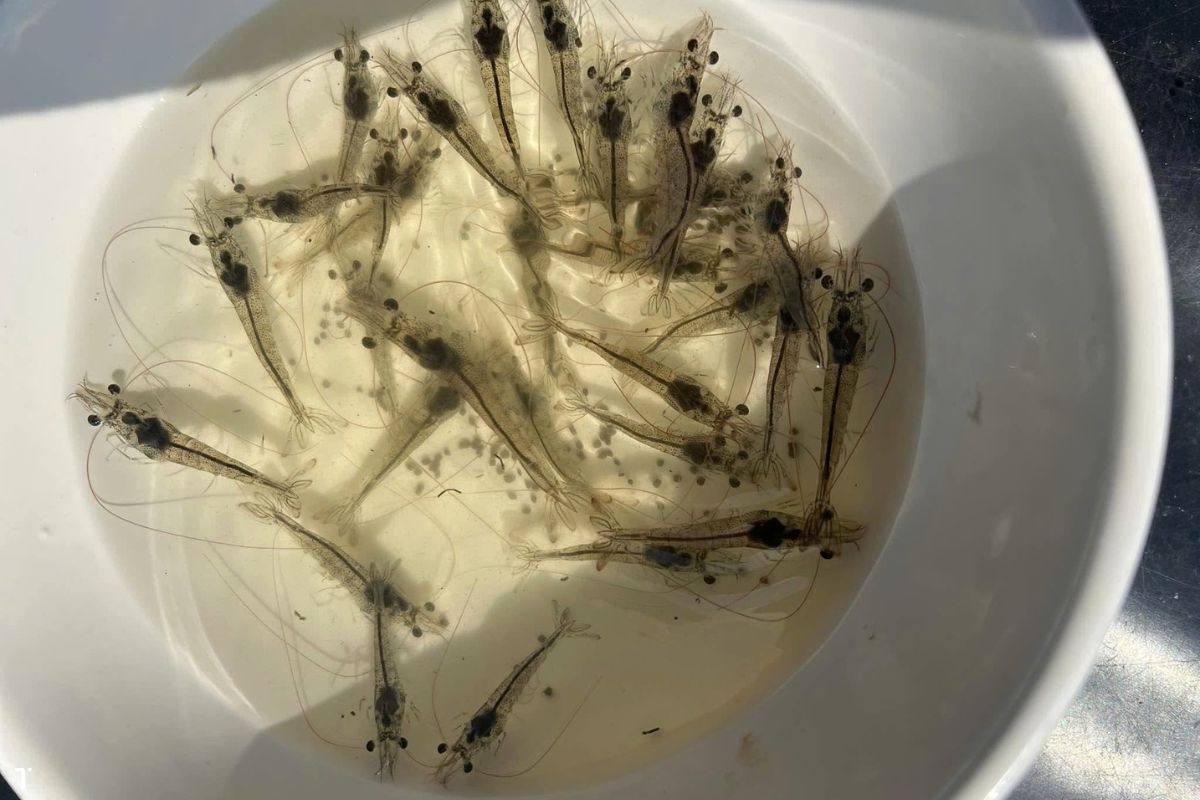 Tôm thẻ chân trắng