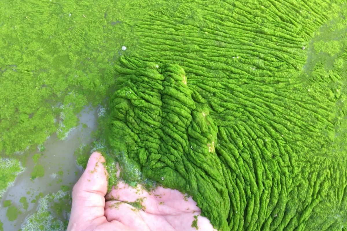 Hiện tượng tảo nở hoa trong ao nuôi