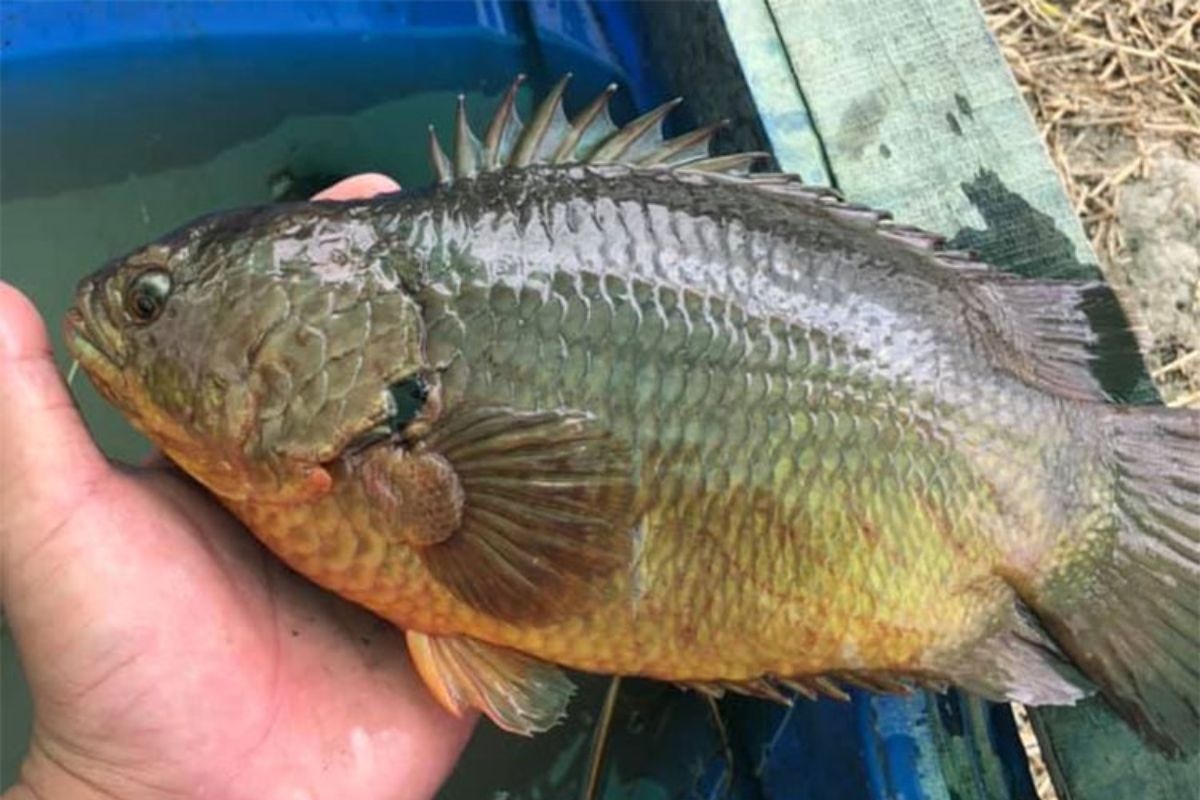 Cá rô đầu vuông