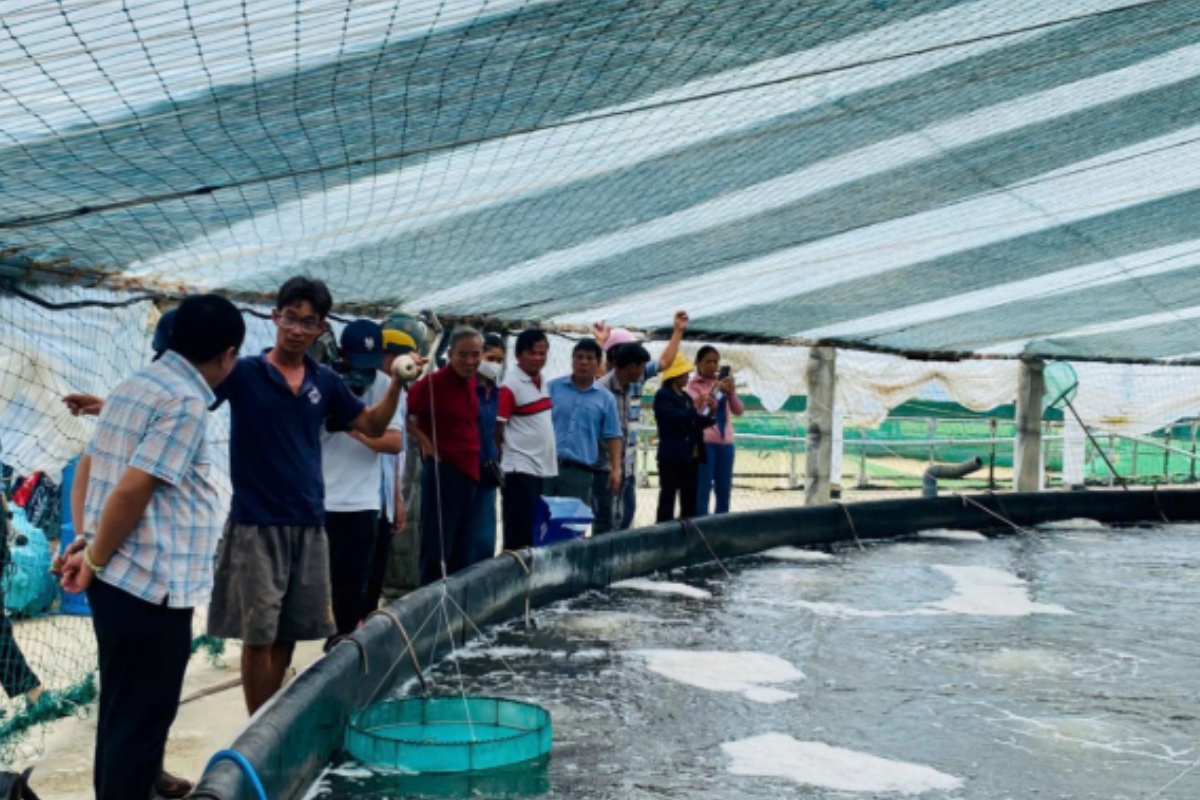 Mô hình trên địa bàn xã Phù Mỹ Đông