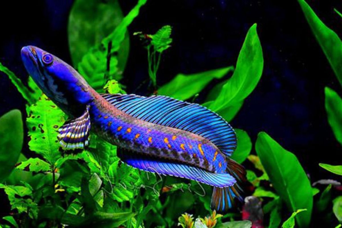 Cá lóc cảnh là loài thích ăn các thức ăn tươi