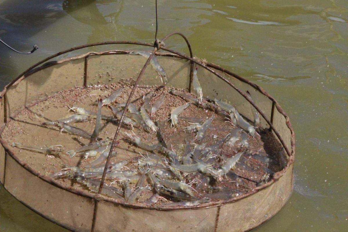 Hiện tượng tôm búng trên mặt nước