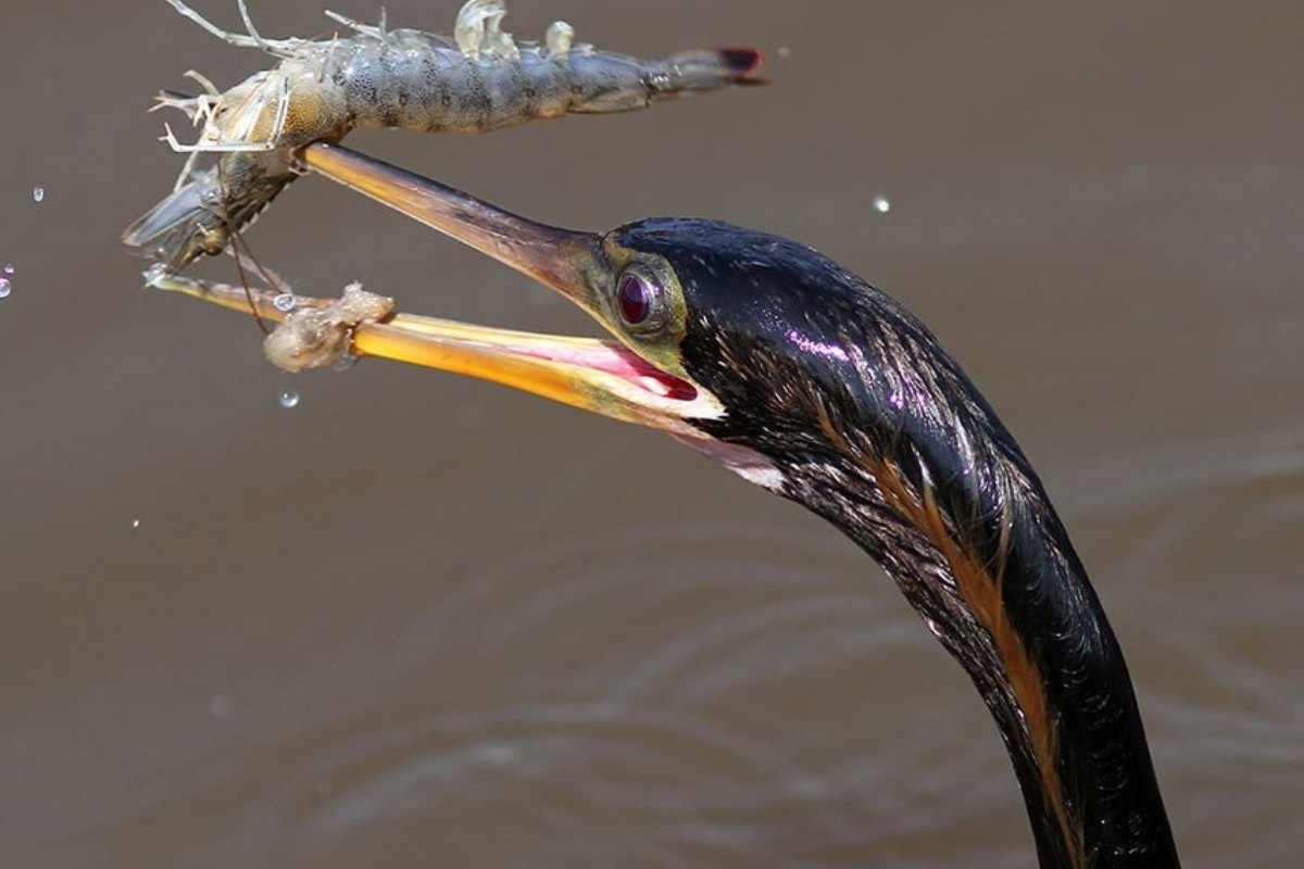 Chim cò xuất hiện tại ao tôm sẽ làm lây lan dịch bệnh