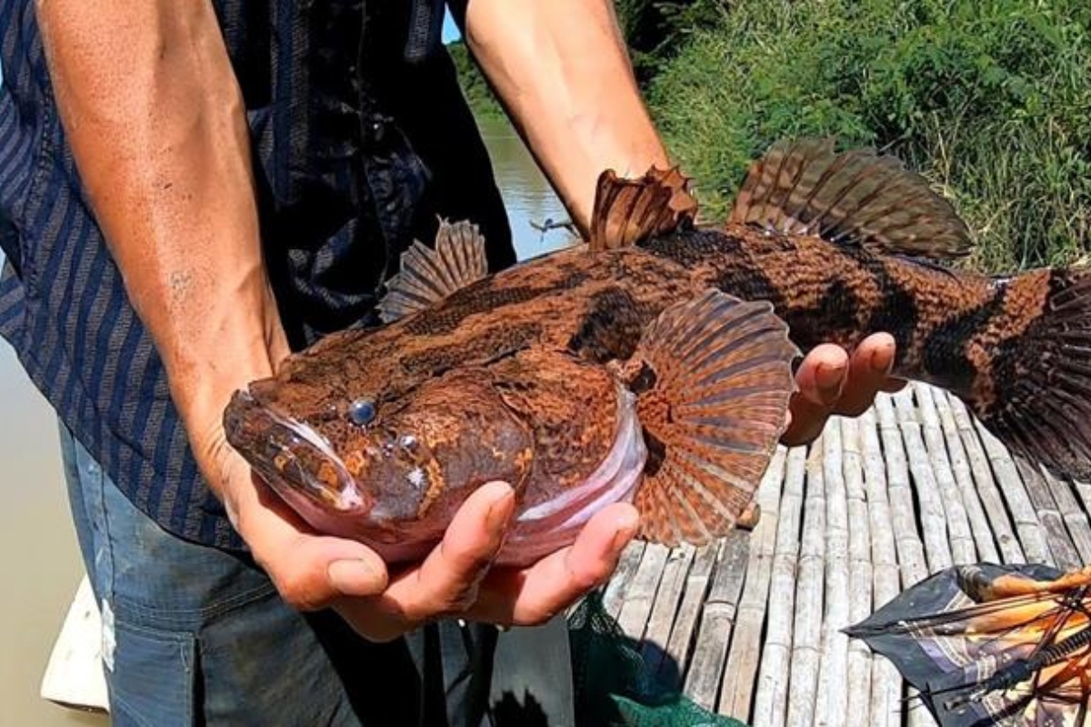 Cá bống tượng thương phẩm có giá trị cao